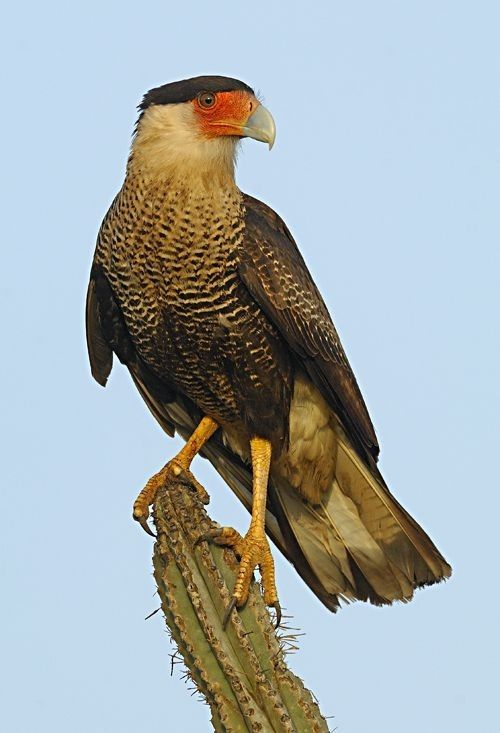 Carcará