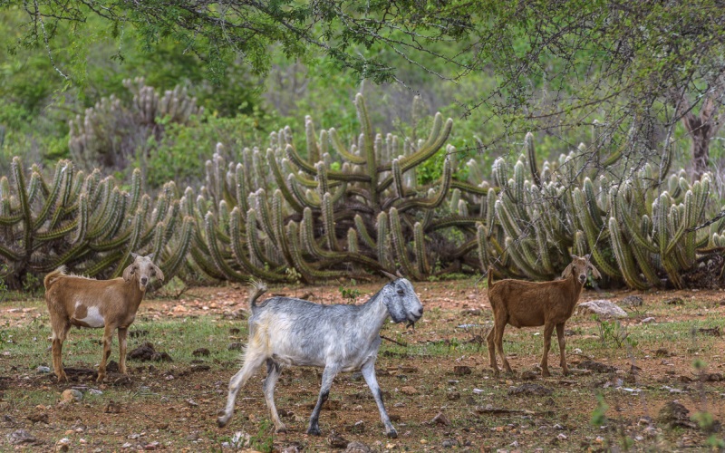 caatinga - caprinos