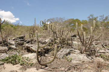 àrea desertificada