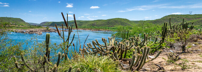 Caatinga no período chuvoso